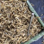 Ikan Bilis Belah 2 Siam