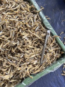 Ikan Bilis Belah 2 Siam