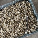 Ikan Bilis Belah 4 Siam