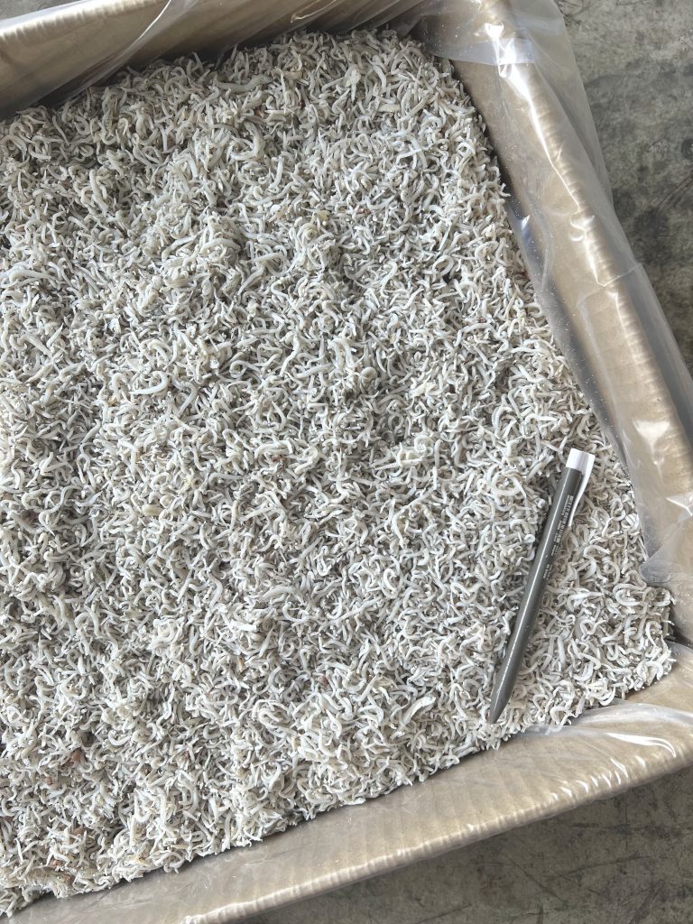 Ikan Bilis Jepun Halus