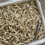 Ikan Bilis Kasar Hitam Vietnam