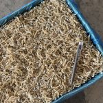 Ikan Bilis Kecil Vietnam