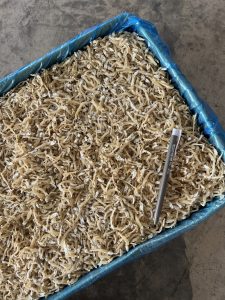 Ikan Bilis Kecil Vietnam