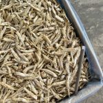 Ikan Bilis Langkawi Putih Kasar_