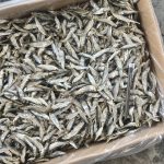 Ikan Bilis Tamban Vietnam