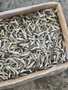 Ikan Bilis Tamban Vietnam