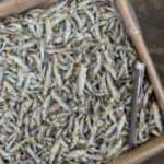 Ikan Bilis Tamban Kecil Vietnam