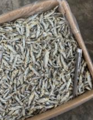Ikan Bilis Tamban Kecil Vietnam