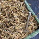 Ikan Bilis Belah 2 Siam Thailand