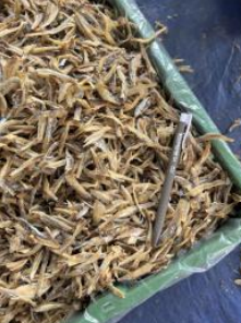 Ikan Bilis Belah 2 Siam Thailand