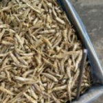 Ikan Bilis Langkawi Putih Kasar