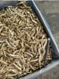 Ikan Bilis Langkawi Putih Kasar