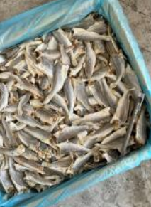 Ikan Masin Gelama Potong Kepala