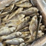 Ikan Masin Gelama Jeruk