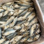Ikan Masin Kembong