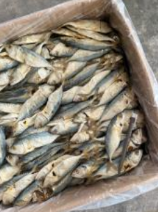 Ikan Masin Kembong