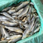 Ikan Masin Belanak