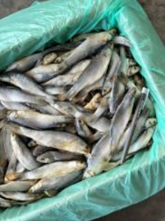 Ikan Masin Belanak