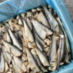 Ikan Masin Tamban Sisik