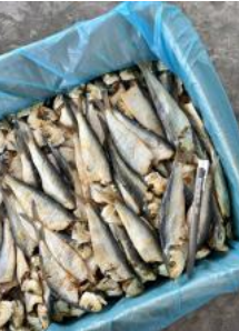 Ikan Masin Tamban Sisik
