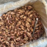 Sotong Biji Besar Vietnam
