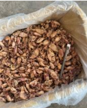 Sotong Biji Besar Vietnam
