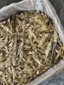 Ikan Masin Bulu Ayam Grade A