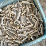 Ikan Masin Gelama Potong Kepala