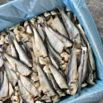 Ikan Masin Tamban Sisik