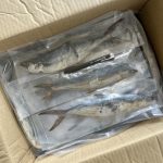 Ikan Masin Tenggiri S