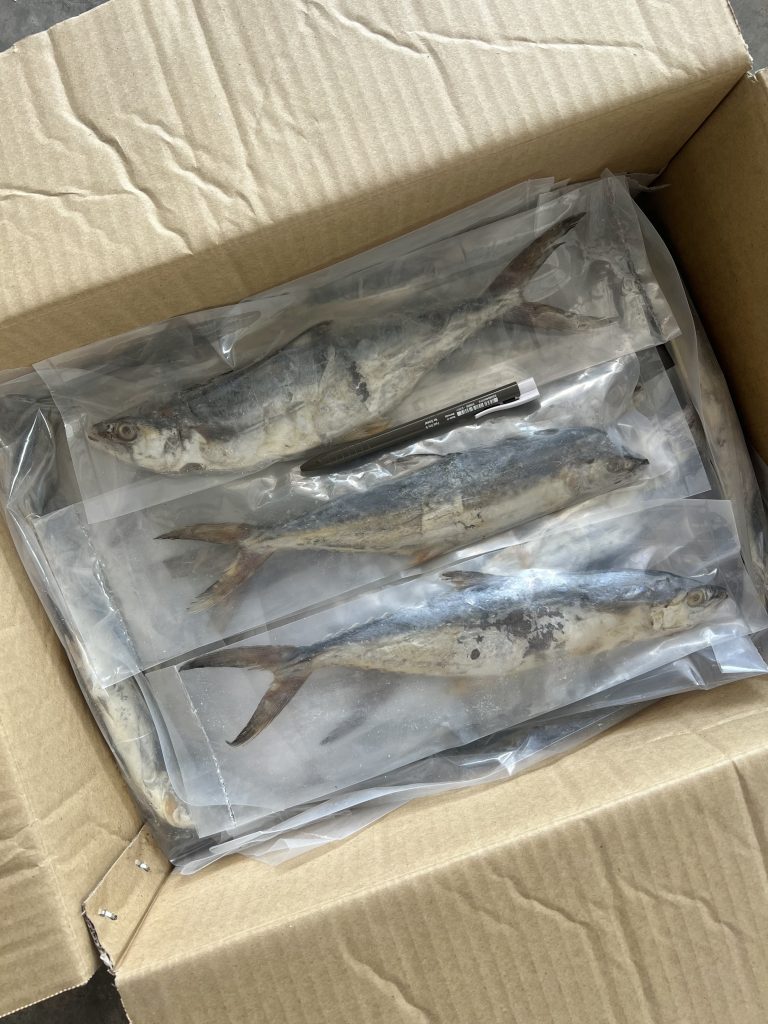 Ikan Masin Tenggiri S