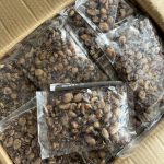 Sotong Biji Kecil Vietnam