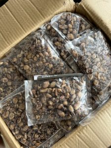 Sotong Biji Kecil Vietnam