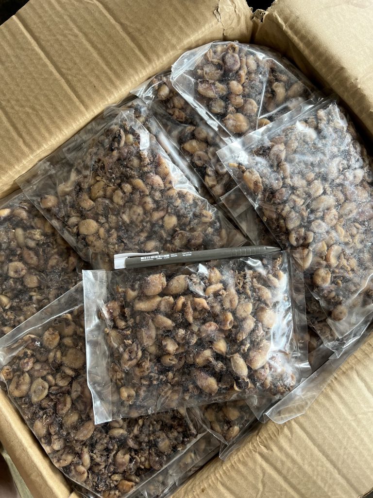 Sotong Biji Kecil Vietnam