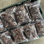 Sotong Kering Kepala