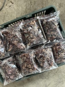 Sotong Kering Kepala