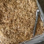 Udang Geragau Vietnam