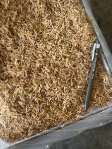 Udang Geragau Vietnam